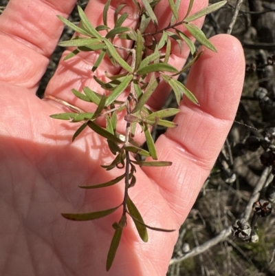 Leptospermum (genus) (Tea Tree) at Bruce, ACT - 17 Aug 2023 by lbradley