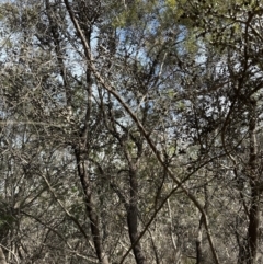 Leptospermum sp. at Bruce, ACT - 17 Aug 2023