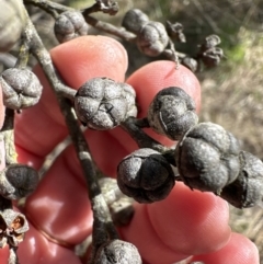 Leptospermum sp. at Bruce, ACT - 17 Aug 2023