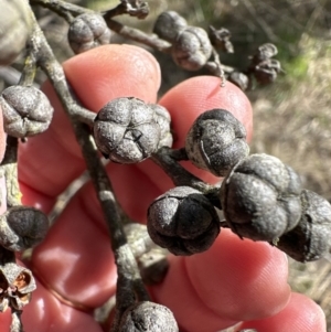 Leptospermum sp. at Bruce, ACT - 17 Aug 2023