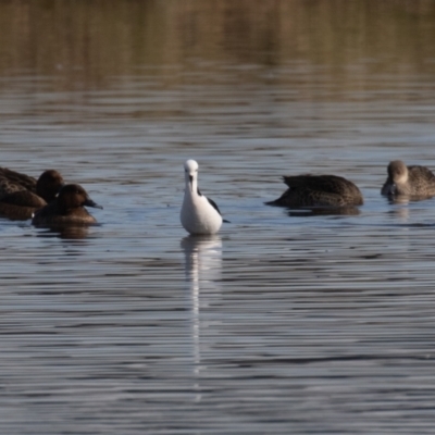 Himantopus leucocephalus (Pied Stilt) at Jerrabomberra Wetlands - 16 Aug 2023 by rawshorty