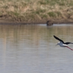 Himantopus leucocephalus at Fyshwick, ACT - 17 Aug 2023