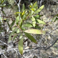 Hakea salicifolia subsp. salicifolia (Willow-leaved Hakea) at Flea Bog Flat, Bruce - 17 Aug 2023 by lbradley