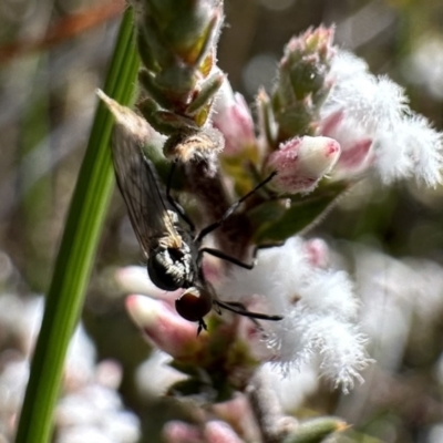 Sphicosa sp. (genus) (A dance fly) at Canberra Central, ACT - 16 Aug 2023 by Pirom