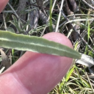 Billardiera scandens at Flea Bog Flat, Bruce - 17 Aug 2023 by lbradley