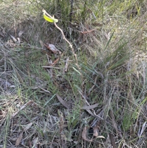 Billardiera scandens at Bruce, ACT - 17 Aug 2023 11:56 AM