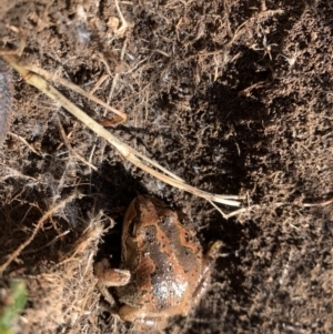 Litoria verreauxii verreauxii at Maffra, NSW - 16 Aug 2023 12:06 PM