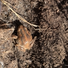 Litoria verreauxii verreauxii at Maffra, NSW - 16 Aug 2023