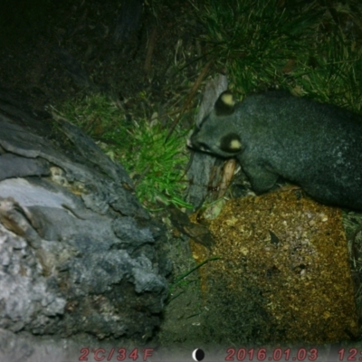 Trichosurus vulpecula (Common Brushtail Possum) at Acton, ACT - 3 Aug 2023 by taiaapelt