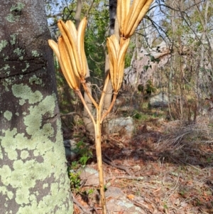 Lilium formosanum at Fadden, ACT - 17 Aug 2023