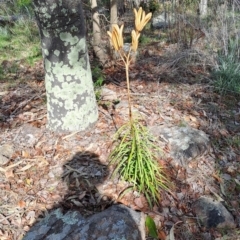 Lilium formosanum at Fadden, ACT - 17 Aug 2023