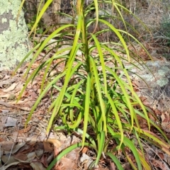 Lilium formosanum at Fadden, ACT - 17 Aug 2023