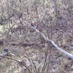 Platycercus elegans (Crimson Rosella) at Fadden, ACT - 17 Aug 2023 by LPadg