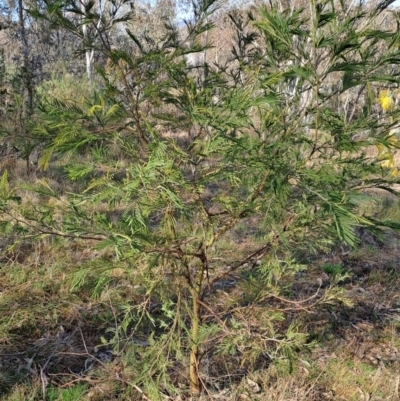 Acacia mearnsii (Black Wattle) at Fadden, ACT - 17 Aug 2023 by LPadg