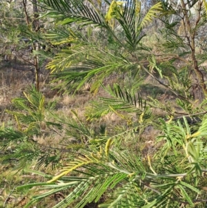 Acacia mearnsii at Fadden, ACT - 17 Aug 2023 09:48 AM