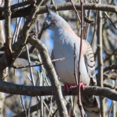 Ocyphaps lophotes (Crested Pigeon) at Braidwood, NSW - 17 Aug 2023 by MatthewFrawley