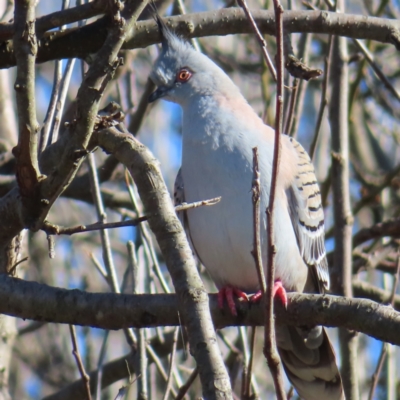 Ocyphaps lophotes (Crested Pigeon) at Braidwood, NSW - 16 Aug 2023 by MatthewFrawley