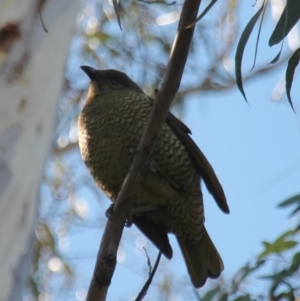 Ptilonorhynchus violaceus at Fadden, ACT - 17 Aug 2023