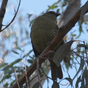 Ptilonorhynchus violaceus at Fadden, ACT - 17 Aug 2023