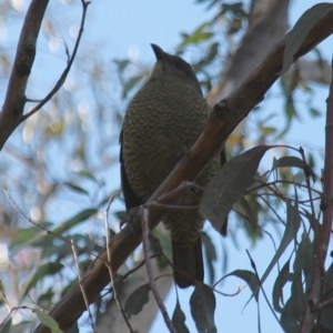 Ptilonorhynchus violaceus at Fadden, ACT - 17 Aug 2023