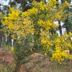 Acacia fimbriata at Isaacs, ACT - 17 Aug 2023 by Mike
