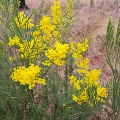 Acacia boormanii (Snowy River Wattle) at Isaacs, ACT - 17 Aug 2023 by Mike