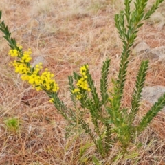 Acacia fimbriata at Isaacs, ACT - 17 Aug 2023 by Mike