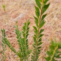 Acacia sp. at Isaacs, ACT - 17 Aug 2023 03:59 PM