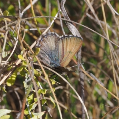 Paralucia spinifera (Bathurst or Purple Copper Butterfly) at Namadgi National Park - 16 Aug 2023 by RAllen