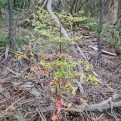 Nandina domestica (Sacred Bamboo) at Isaacs Ridge - 17 Aug 2023 by Mike