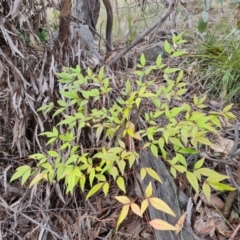 Nandina domestica at Isaacs, ACT - 17 Aug 2023