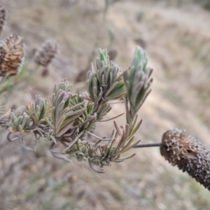 Lavandula stoechas at Isaacs, ACT - 17 Aug 2023