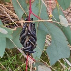 Perginae sp. (subfamily) (Unidentified pergine sawfly) at Isaacs, ACT - 17 Aug 2023 by Mike