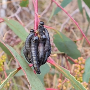 Perginae sp. (subfamily) at Isaacs, ACT - 17 Aug 2023 04:26 PM