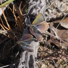 Paralucia crosbyi (Violet Copper Butterfly) by RAllen