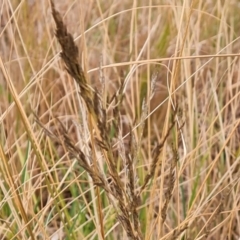 Eragrostis curvula (African Lovegrass) at Isaacs Ridge - 17 Aug 2023 by Mike
