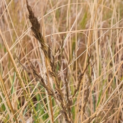 Eragrostis curvula (African Lovegrass) at Isaacs, ACT - 17 Aug 2023 by Mike