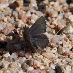 Paralucia spinifera (Bathurst or Purple Copper Butterfly) at Rendezvous Creek, ACT - 16 Aug 2023 by RAllen