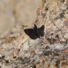 Paralucia crosbyi (Violet Copper Butterfly) at Rendezvous Creek, ACT - 16 Aug 2023 by RAllen