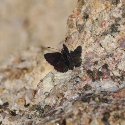 Paralucia crosbyi (Violet Copper Butterfly) by RAllen