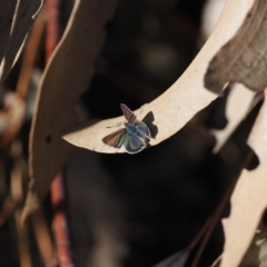 Paralucia crosbyi (Violet Copper Butterfly) at Rendezvous Creek, ACT - 16 Aug 2023 by RAllen