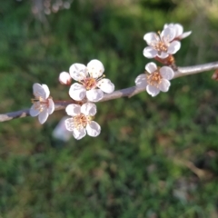 Prunus sp. (A Plum) at Symonston, ACT - 17 Aug 2023 by KumikoCallaway