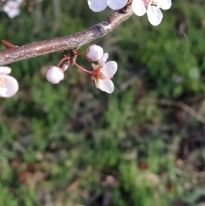 Prunus sp. at Symonston, ACT - 17 Aug 2023