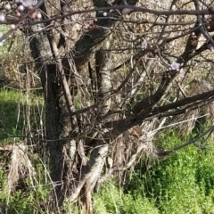 Prunus sp. at Symonston, ACT - 17 Aug 2023