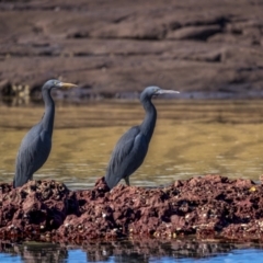 Egretta sacra (Eastern Reef Egret) at Eden, NSW - 5 Aug 2023 by trevsci