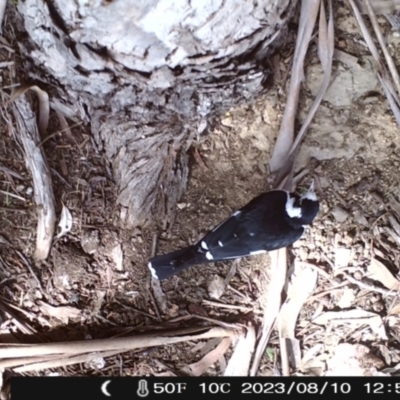 Grallina cyanoleuca (Magpie-lark) at Australian National University - 10 Aug 2023 by Jay1995