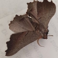 Amphiclasta lygaea (Ragged Geometrid) at Yass River, NSW - 17 Aug 2023 by SenexRugosus