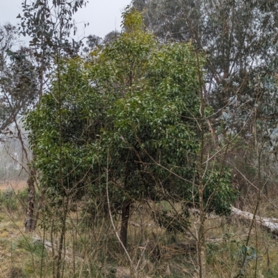 Acacia melanoxylon (Blackwood) at Belconnen, ACT - 11 Aug 2023 by CattleDog