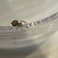 Araneus circulissparsus (species group) at Braddon, ACT - 16 Aug 2023 by Hejor1