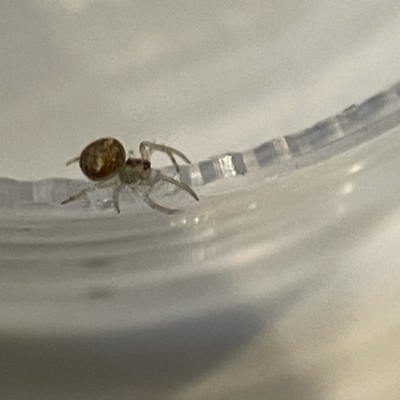 Araneus circulissparsus (species group) at City Renewal Authority Area - 16 Aug 2023 by Hejor1